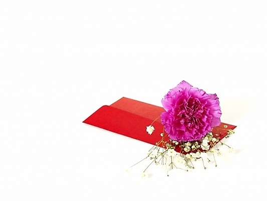 포토 JPG 스튜디오촬영 식물 꽃 한송이 문구용품 기념 선물 누끼 사람없음 봄 축하 카네이션 감사 안개꽃 국내포토 카드프레임 1 계절 감정 컨셉 프레임 실내 오브젝트 송이 한해살이풀 파일형식