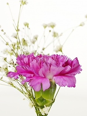 포토 JPG 스튜디오촬영 식물 꽃 기념 선물 근접촬영 사람없음 봄 카네이션 감사 안개꽃 국내포토 계절 감정 뷰포인트 실내 한해살이풀 파일형식