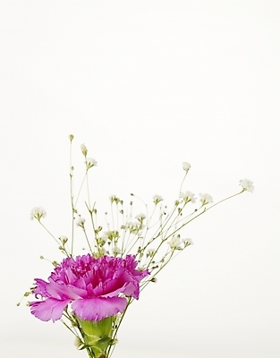 포토 JPG 스튜디오촬영 식물 꽃 여러송이 한송이 기념 선물 사람없음 봄 카네이션 감사 안개꽃 국내포토 1 계절 감정 다수 실내 송이 한해살이풀 파일형식