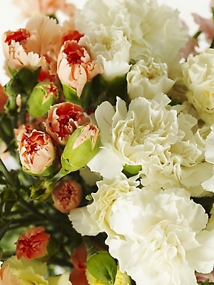 포토 JPG 스튜디오촬영 식물 꽃 꽃다발 여러송이 기념 선물 사람없음 봄 카네이션 감사 국내포토 계절 감정 다수 실내 파일형식