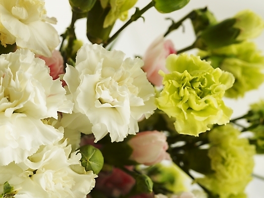 포토 JPG 스튜디오촬영 식물 꽃 꽃다발 여러송이 기념 선물 사람없음 봄 카네이션 감사 국내포토 계절 감정 다수 실내 파일형식