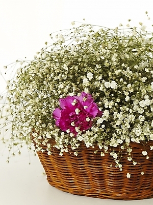 포토 JPG 스튜디오촬영 식물 꽃 꽃다발 여러송이 한송이 기념 선물 사람없음 인테리어 봄 카네이션 오브젝트 감사 꽃바구니 안개꽃 국내포토 1 디자인 계절 감정 다수 실내 바구니 송이 한해살이풀 파일형식