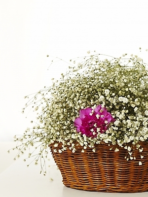 포토 JPG 스튜디오촬영 식물 꽃 꽃다발 여러송이 한송이 기념 선물 사람없음 인테리어 봄 카네이션 오브젝트 감사 꽃바구니 안개꽃 국내포토 1 디자인 계절 감정 다수 실내 바구니 송이 한해살이풀 파일형식