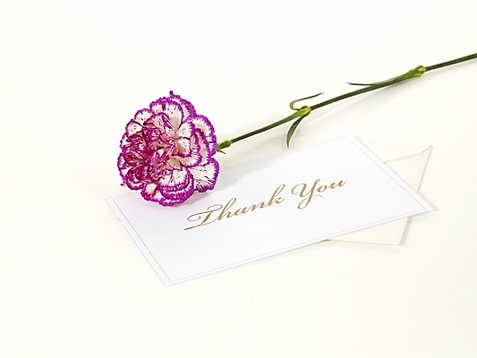 포토 JPG 스튜디오촬영 식물 꽃 한송이 문구용품 기념 선물 누끼 사람없음 봄 카네이션 감사 국내포토 카드프레임 1 계절 감정 프레임 실내 오브젝트 송이 파일형식