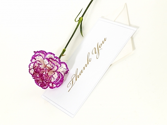 포토 JPG 스튜디오촬영 식물 꽃 한송이 문구용품 기념 선물 사람없음 봄 카네이션 감사 국내포토 카드프레임 1 계절 감정 프레임 실내 오브젝트 송이 파일형식