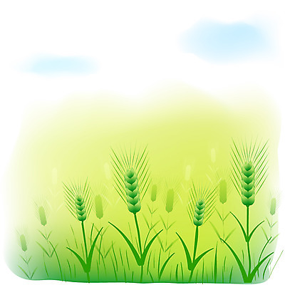 EPS 주간 식물 사계절 계절 열매 음식 백그라운드 농업 일러스트 자연 곡류 풍경 초원 사람없음 야외 여름 농촌 시골 절기 보리 이삭 망종 국내일러스트 자연요소 산업 생태계 파일형식 벡터
