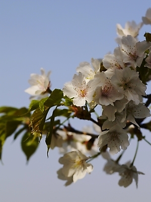 포토 JPG 나무 식물 사계절 계절 꽃 백그라운드 봄꽃 자연 풍경 근접촬영 사람없음 야외 장미 봄풍경 봄 벚꽃 국내포토 뷰포인트 생태계 파일형식