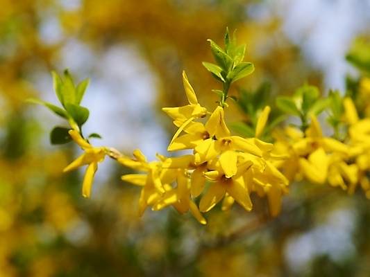 포토 JPG 식물 사계절 계절 꽃 배경화면 백그라운드 봄꽃 자연 풍경 근접촬영 사람없음 야외 장미 봄풍경 봄 개나리 국내포토 뷰포인트 생태계 파일형식