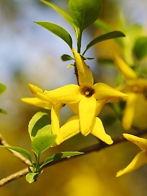 포토 JPG 식물 사계절 계절 꽃 백그라운드 봄꽃 자연 풍경 근접촬영 사람없음 야외 장미 봄풍경 봄 개나리 국내포토 뷰포인트 생태계 파일형식