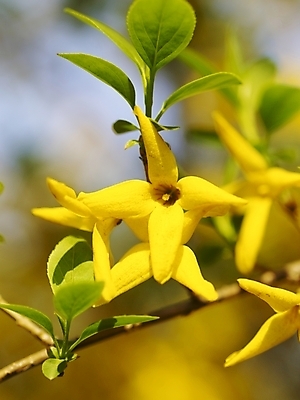 포토 JPG 식물 사계절 계절 꽃 배경화면 백그라운드 봄꽃 자연 풍경 근접촬영 사람없음 야외 장미 봄풍경 봄 개나리 국내포토 뷰포인트 생태계 파일형식