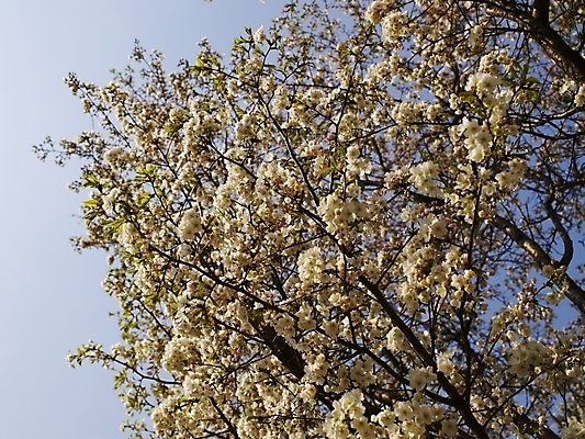 포토 JPG 나무 식물 사계절 계절 꽃 백그라운드 봄꽃 자연 풍경 사람없음 야외 장미 봄풍경 봄 벚꽃 나뭇가지 벚나무 국내포토 생태계 파일형식
