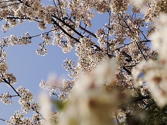 포토 JPG 나무 식물 사계절 계절 꽃 백그라운드 봄꽃 자연 풍경 근접촬영 사람없음 야외 장미 봄풍경 봄 벚꽃 나뭇가지 벚나무 국내포토 뷰포인트 생태계 파일형식