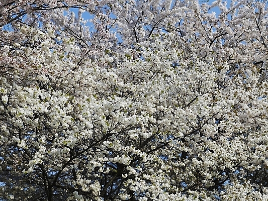 포토 JPG 나무 식물 사계절 계절 꽃 배경화면 백그라운드 봄꽃 자연 풍경 사람없음 야외 장미 봄풍경 봄 벚꽃 나뭇가지 벚나무 국내포토 생태계 파일형식