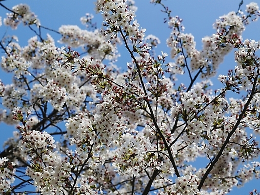 포토 JPG 나무 식물 사계절 계절 꽃 백그라운드 봄꽃 자연 풍경 근접촬영 사람없음 야외 장미 봄풍경 봄 벚꽃 나뭇가지 벚나무 국내포토 뷰포인트 생태계 파일형식