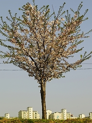 포토 JPG 나무 식물 건축물 사계절 계절 꽃 백그라운드 봄꽃 자연 아파트 풍경 사람없음 야외 건물 장미 봄풍경 봄 벚꽃 도시 벚나무 국내포토 건축 주택 생태계 파일형식