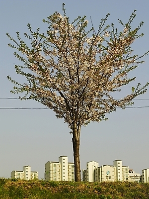 포토 JPG 나무 식물 건축물 사계절 계절 꽃 백그라운드 봄꽃 자연 아파트 풍경 사람없음 야외 건물 장미 봄풍경 봄 벚꽃 도시 벚나무 국내포토 건축 주택 생태계 파일형식
