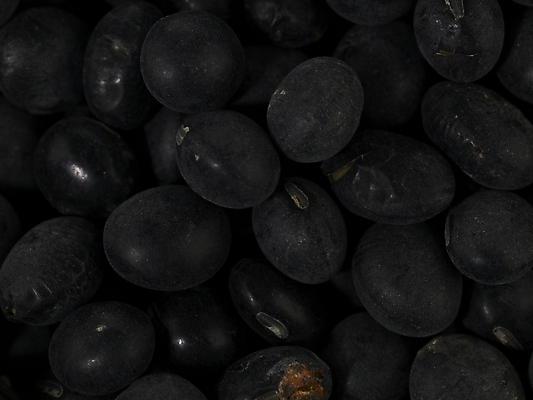 포토 JPG 스튜디오촬영 컬러 식재료 콩 곡류 실내 근접촬영 사람없음 검은색 컬러푸드 검은콩 검정콩 국내포토 뷰포인트 파일형식