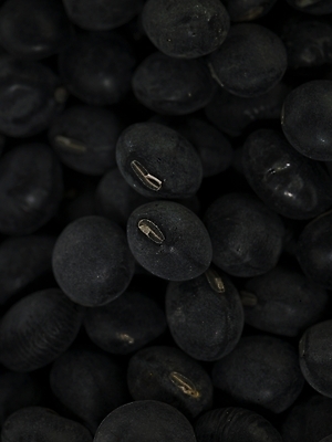 포토 JPG 스튜디오촬영 컬러 식재료 콩 곡류 실내 근접촬영 사람없음 검은색 컬러푸드 검은콩 검정콩 국내포토 뷰포인트 내부 파일형식