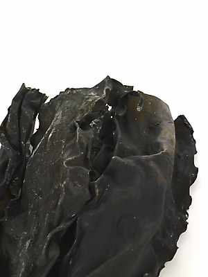 포토 JPG 스튜디오촬영 식물 식재료 건조 실내 근접촬영 사람없음 해조류 해양식물 컬러푸드 다시마 국내포토 뷰포인트 수중식물 파일형식