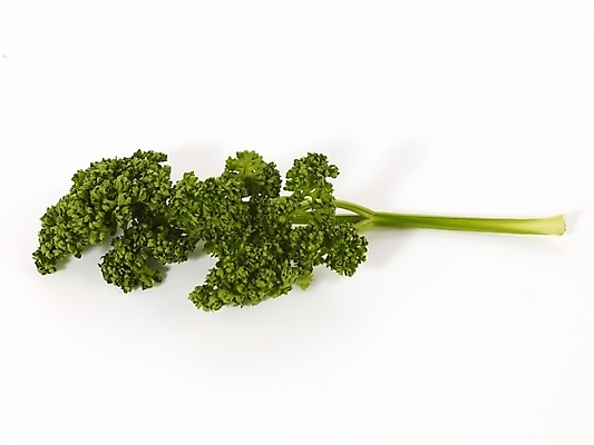 포토 JPG 스튜디오촬영 컬러 채소 식재료 실내 파슬리 누끼 사람없음 초록색 컬러푸드 국내포토 내부 파일형식