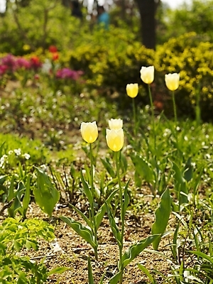 포토 JPG 식물 사계절 계절 꽃 여러송이 백그라운드 꽃밭 봄꽃 자연 사람없음 야외 봄풍경 봄 튤립 흰색 식물원 수목원 국내포토 컬러 다수 풍경 생태계 파일형식