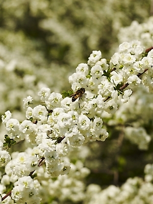 포토 JPG 식물 사계절 계절 꽃 곤충 백그라운드 봄꽃 자연 꽃나무 근접촬영 사람없음 야외 봄풍경 봄 흰색 벌 식물원 수목원 조팝나무 국내포토 나무 동물 뷰포인트 컬러 풍경 생태계 파일형식