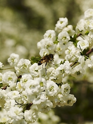 포토 JPG 식물 사계절 계절 꽃 곤충 백그라운드 봄꽃 자연 꽃나무 근접촬영 사람없음 야외 봄풍경 봄 흰색 벌 식물원 수목원 조팝나무 국내포토 나무 동물 뷰포인트 컬러 풍경 생태계 파일형식