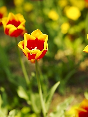 포토 JPG 식물 사계절 계절 꽃 배경화면 여러송이 백그라운드 꽃밭 봄꽃 자연 근접촬영 사람없음 야외 빨간색 노란색 봄풍경 봄 튤립 식물원 키스넬리스 국내포토 뷰포인트 컬러 다수 풍경 생태계 파일형식