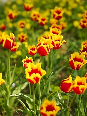 포토 JPG 식물 사계절 계절 꽃 배경화면 여러송이 백그라운드 꽃밭 봄꽃 자연 근접촬영 사람없음 야외 빨간색 노란색 봄풍경 봄 튤립 식물원 수목원 키스넬리스 국내포토 뷰포인트 컬러 다수 풍경 생태계 파일형식