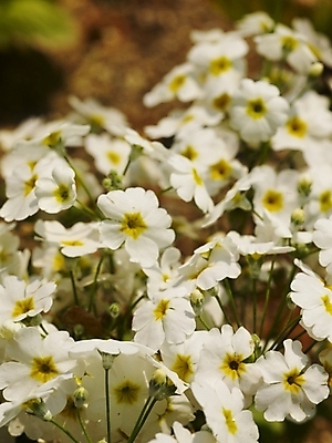 포토 JPG 식물 사계절 계절 꽃 여러송이 백그라운드 꽃밭 봄꽃 자연 근접촬영 사람없음 야외 봄풍경 봄 들꽃 흰색 식물원 수목원 프리뮬러 국내포토 뷰포인트 컬러 다수 풍경 생태계 파일형식