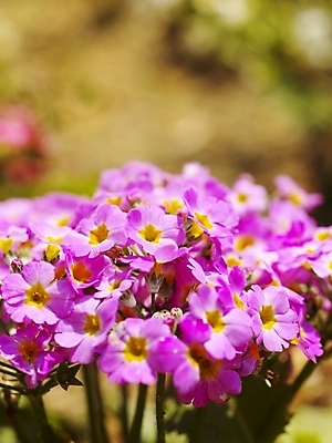 포토 JPG 식물 사계절 계절 꽃잎 꽃 분홍색 백그라운드 봄꽃 자연 사람없음 야외 봄풍경 봄 식물원 수목원 프리뮬러 국내포토 컬러 풍경 생태계 파일형식