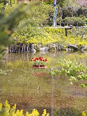 포토 JPG 나무 식물 사계절 계절 꽃 화분 백그라운드 봄꽃 자연 풍경 사람없음 야외 울타리 봄풍경 봄 튤립 돌_바위 바위 연못 식물원 수목원 국내포토 담장 생태계 파일형식