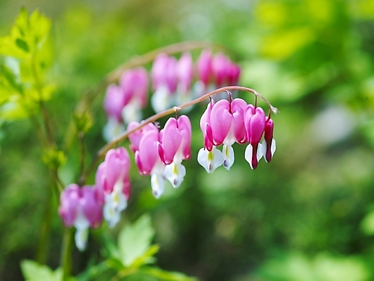 포토 JPG 식물 사계절 계절 꽃 분홍색 백그라운드 봄꽃 자연 근접촬영 사람없음 야외 봄풍경 봄 들꽃 식물원 수목원 금낭화 국내포토 뷰포인트 컬러 풍경 생태계 파일형식