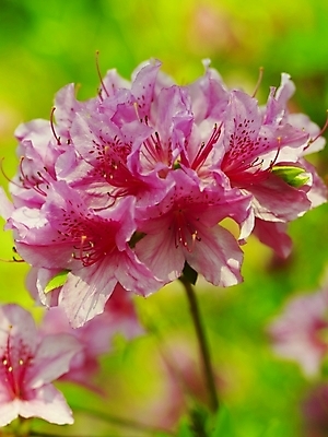 포토 JPG 식물 사계절 계절 꽃잎 꽃 분홍색 백그라운드 봄꽃 자연 근접촬영 사람없음 야외 봄풍경 봄 진달래 식물원 철쭉 수목원 국내포토 뷰포인트 컬러 풍경 생태계 파일형식