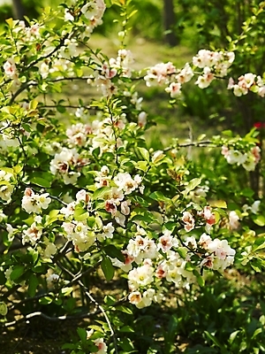 포토 JPG 나무 식물 사계절 계절 꽃 백그라운드 봄꽃 자연 꽃나무 사람없음 야외 봄풍경 봄 흰색 식물원 수목원 명자꽃 명자나무 국내포토 컬러 풍경 생태계 파일형식