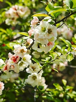 포토 JPG 나무 식물 사계절 계절 꽃 백그라운드 봄꽃 자연 꽃나무 사람없음 야외 봄풍경 봄 흰색 식물원 수목원 명자꽃 명자나무 국내포토 컬러 풍경 생태계 파일형식