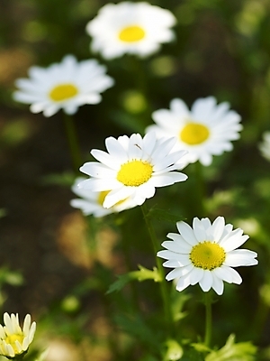 포토 JPG 식물 사계절 계절 꽃 백그라운드 봄꽃 자연 근접촬영 사람없음 야외 봄풍경 봄 식물원 수목원 마거리트 국내포토 뷰포인트 풍경 생태계 파일형식