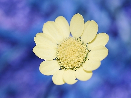 포토 JPG 식물 사계절 계절 꽃 배경화면 백그라운드 봄꽃 자연 근접촬영 사람없음 야외 노란색 봄풍경 봄 들꽃 식물원 수목원 국내포토 뷰포인트 컬러 풍경 생태계 파일형식