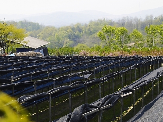 포토 JPG 나무 식물 사계절 계절 백그라운드 밭 봄꽃 자연 산 풍경 사람없음 야외 봄풍경 봄 숲 식물원 국내포토 꽃 농업 생태계 파일형식