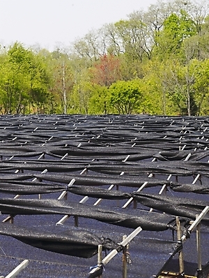 포토 JPG 나무 식물 사계절 계절 백그라운드 밭 봄꽃 자연 풍경 사람없음 야외 봄풍경 봄 숲 식물원 수목원 국내포토 꽃 농업 생태계 파일형식