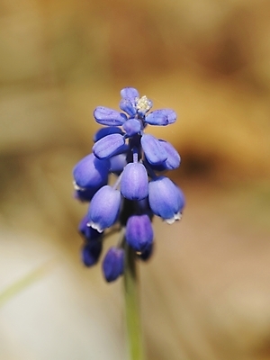 포토 JPG 식물 사계절 계절 꽃 백그라운드 봄꽃 자연 근접촬영 사람없음 야외 보라색 봄풍경 봄 들꽃 식물원 수목원 국내포토 뷰포인트 컬러 풍경 생태계 파일형식