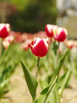 포토 JPG 식물 사계절 계절 꽃 배경화면 여러송이 백그라운드 꽃밭 봄꽃 자연 근접촬영 사람없음 야외 빨간색 봄풍경 봄 튤립 식물원 수목원 국내포토 뷰포인트 컬러 다수 풍경 생태계 파일형식