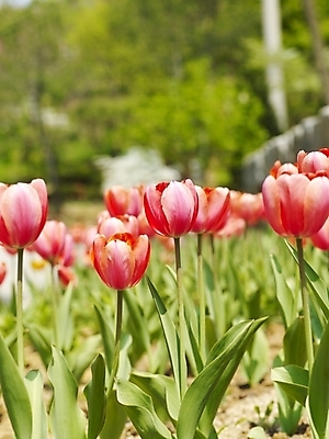 포토 JPG 식물 사계절 계절 꽃 배경화면 여러송이 백그라운드 꽃밭 봄꽃 자연 근접촬영 사람없음 야외 빨간색 봄풍경 봄 튤립 식물원 수목원 국내포토 뷰포인트 컬러 다수 풍경 생태계 파일형식