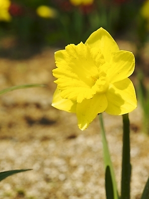 포토 JPG 식물 사계절 계절 꽃 백그라운드 봄꽃 자연 근접촬영 사람없음 야외 노란색 봄풍경 봄 식물원 수선화 수목원 국내포토 뷰포인트 컬러 풍경 생태계 파일형식