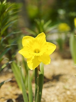 포토 JPG 식물 사계절 계절 꽃 백그라운드 봄꽃 자연 근접촬영 사람없음 야외 노란색 봄풍경 봄 식물원 수선화 수목원 국내포토 뷰포인트 컬러 풍경 생태계 파일형식