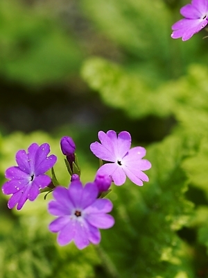 포토 JPG 식물 사계절 계절 꽃 배경화면 백그라운드 봄꽃 자연 근접촬영 사람없음 야외 보라색 봄풍경 봄 식물원 수목원 앵초 국내포토 뷰포인트 컬러 풍경 생태계 파일형식