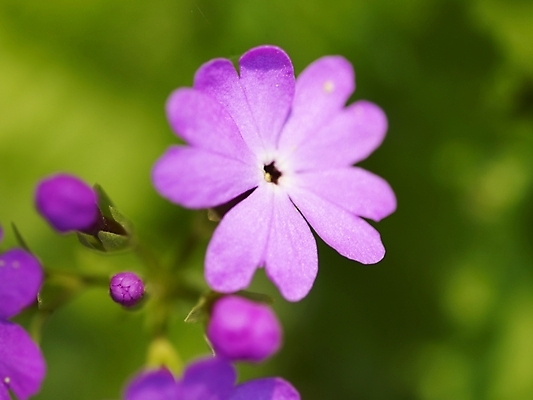 포토 JPG 식물 사계절 계절 꽃 배경화면 백그라운드 봄꽃 자연 근접촬영 사람없음 야외 보라색 봄풍경 봄 식물원 수목원 앵초 국내포토 뷰포인트 컬러 풍경 생태계 파일형식