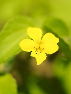 포토 JPG 식물 사계절 계절 꽃 백그라운드 봄꽃 자연 근접촬영 사람없음 야외 노란색 봄풍경 봄 들꽃 제비꽃 식물원 수목원 노랑제비꽃 국내포토 뷰포인트 컬러 풍경 생태계 파일형식
