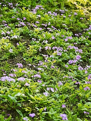 포토 JPG 식물 사계절 계절 꽃 백그라운드 꽃밭 봄꽃 자연 사람없음 야외 보라색 봄풍경 봄 식물원 수목원 앵초 국내포토 컬러 풍경 생태계 파일형식