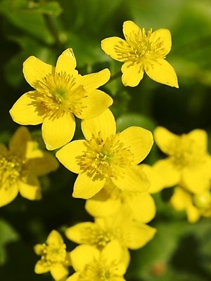 포토 JPG 식물 사계절 계절 꽃 배경화면 백그라운드 봄꽃 자연 근접촬영 사람없음 야외 노란색 봄풍경 봄 식물원 수목원 동의나물 국내포토 뷰포인트 컬러 풍경 생태계 파일형식